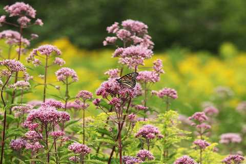 12 Best Native Plants for Northern Gardeners