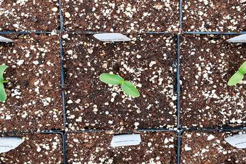 How To Garden with Perlite Potting Soil