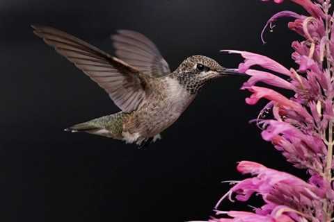 If You Plant This, Hummingbirds Will Flock to Your Home