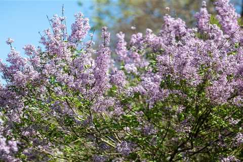 Here’s What to Do If Your Lilacs Aren’t Flowering