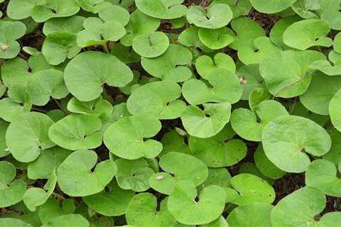 10 Best Shade-Tolerant Ground Cover Plants