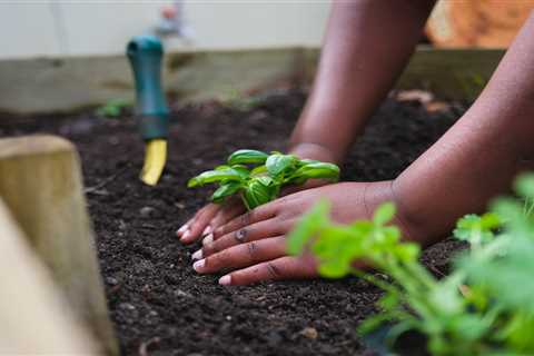 How To Grow Basil