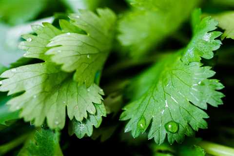 How To Grow Cilantro