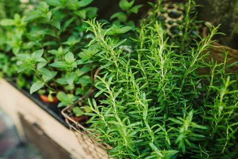 How To Grow Rosemary