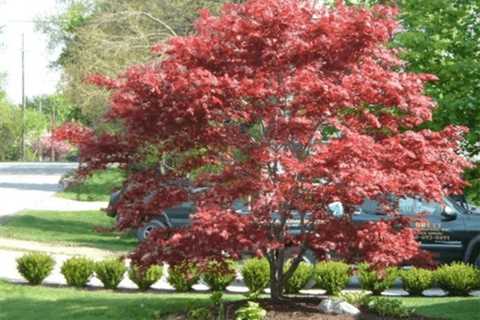 10 Types of Japanese Maples