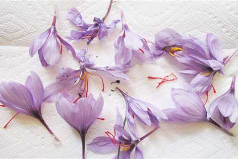 How To Grow Saffron