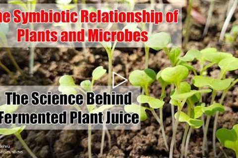 Plants and Microbes and the Science Behind Fermented Plant Juice