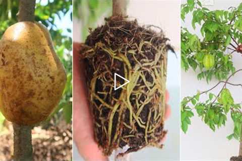 How to air layering starfruit tree with potatoes for fast rooting | natural hormones