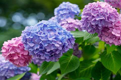 What Your Hydrangeas Can Tell You About Your Soil