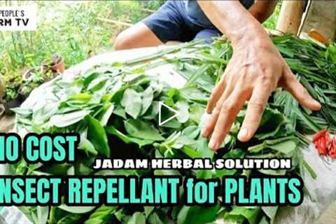 VLOG #51 NO COST JADAM HERBAL SOLUTION (INSECT REPELLANT) | KOREAN NATURAL FARMING