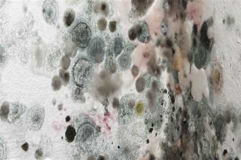 How long does it take for mold to make you sick?