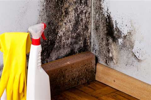 What kills mold spores permanently?