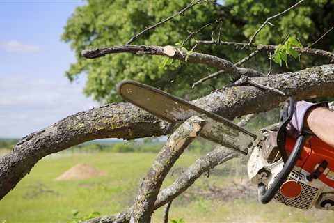 A Tree in Back of my Property Fell From Area That Belongs to The City How do I Get it Removed? -..