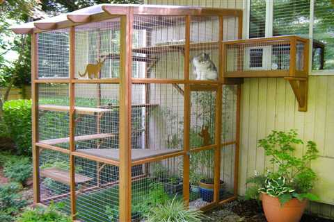 What’s a Catio and Why Would I Want One?