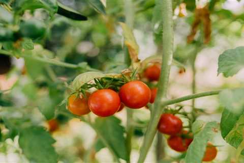 Deciphering Tomato Plant Tags: What Do Those Codes Mean?