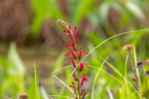 15 Native Plants To Add To Your Yard