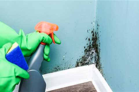 Does cleaning get rid of mold?