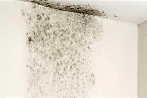 Can black mold be removed from a house?