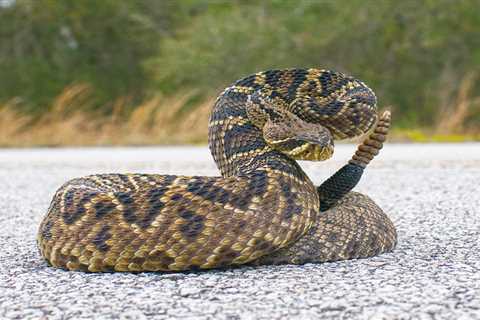 8 Types of Poisonous Snakes in Your Yard