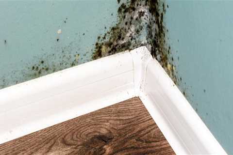 Is mold in a house serious?