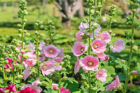 Create a Cottage Garden With These 12 Flowers