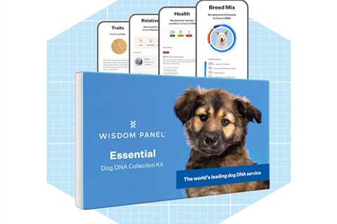 Best Dog DNA Test Kit to Find Out the Breed and Health of Your Furry Friend