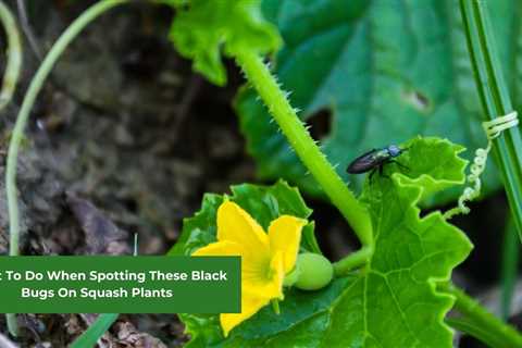 What To Do When Spotting These Black Bugs On Squash Plants