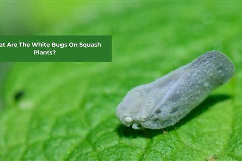 What Are The White Bugs On Squash Plants?