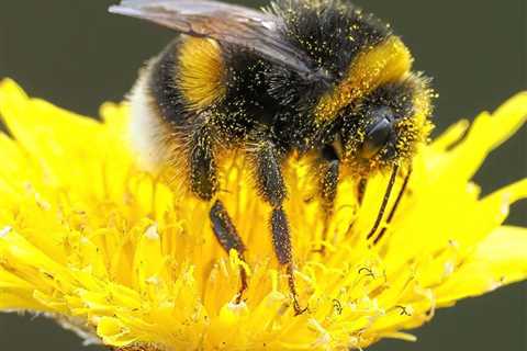 7 Native Bees in Your Yard