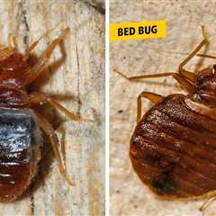 Bat Bugs vs. Bed Bugs: What’s the Difference?