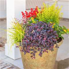 11 Plant Combination Ideas for Container Gardens