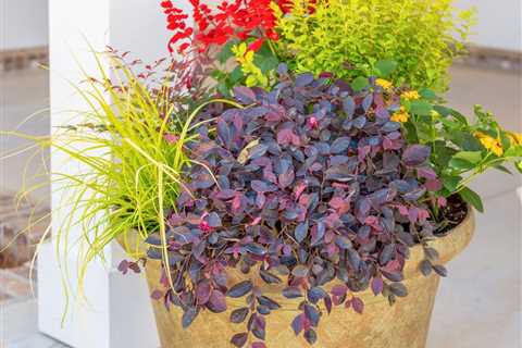 11 Plant Combination Ideas for Container Gardens