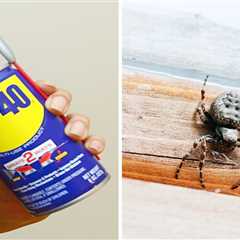 Can WD-40 Keep Spiders and Ants Away? An Expert Weighs In