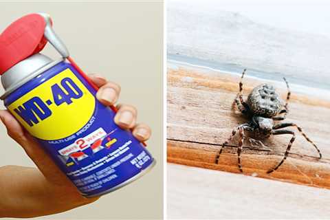 Can WD-40 Keep Spiders and Ants Away? An Expert Weighs In