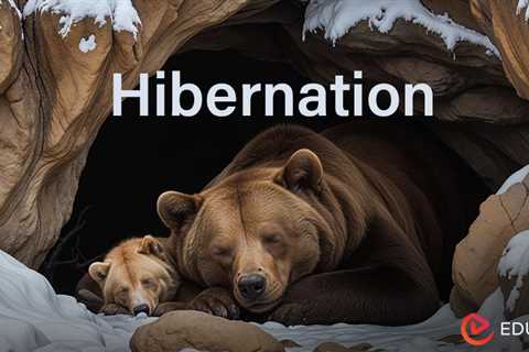 Hibernation