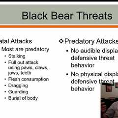 Black Bear Safety: Preventing Fatal Attacks & Managing Risks | Wildlife Control Tips