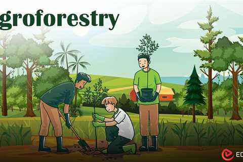 What is Agroforestry