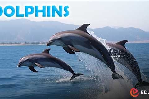 Dolphins