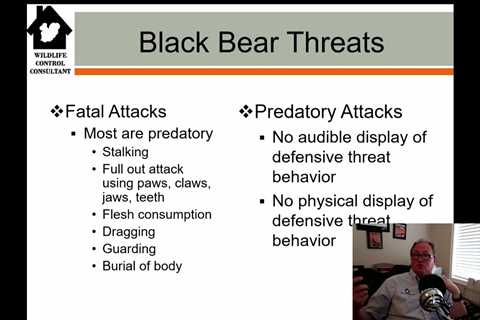 Black Bear Safety: Preventing Fatal Attacks & Managing Risks | Wildlife Control Tips