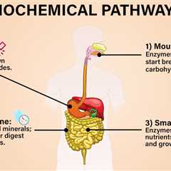 Biochemical Pathways