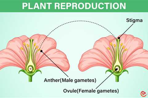 Plant Reproduction