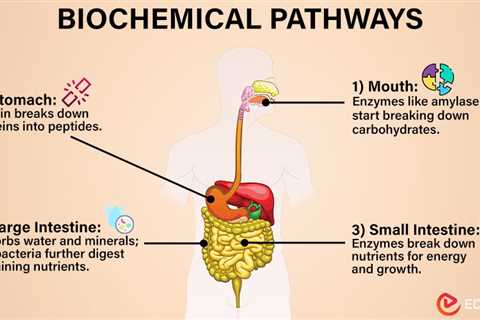 Biochemical Pathways