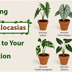 Rare Alocasias
