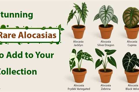 Rare Alocasias